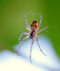 ...könnte eine junge Kreuzspinne sein