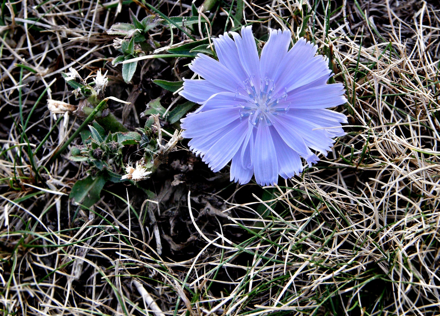 Könnte es eine Kornblume sein?