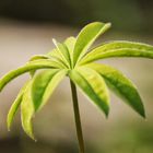 Könnte fast als Baum durchgehen