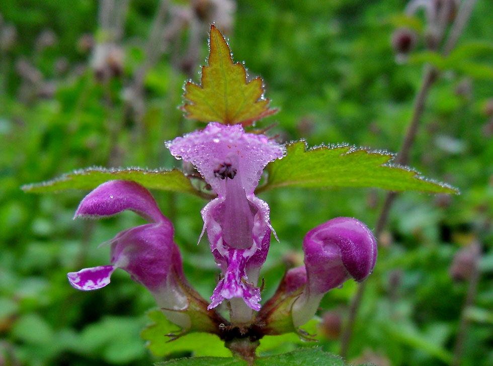 Könnte fast eine Orchidee sein...