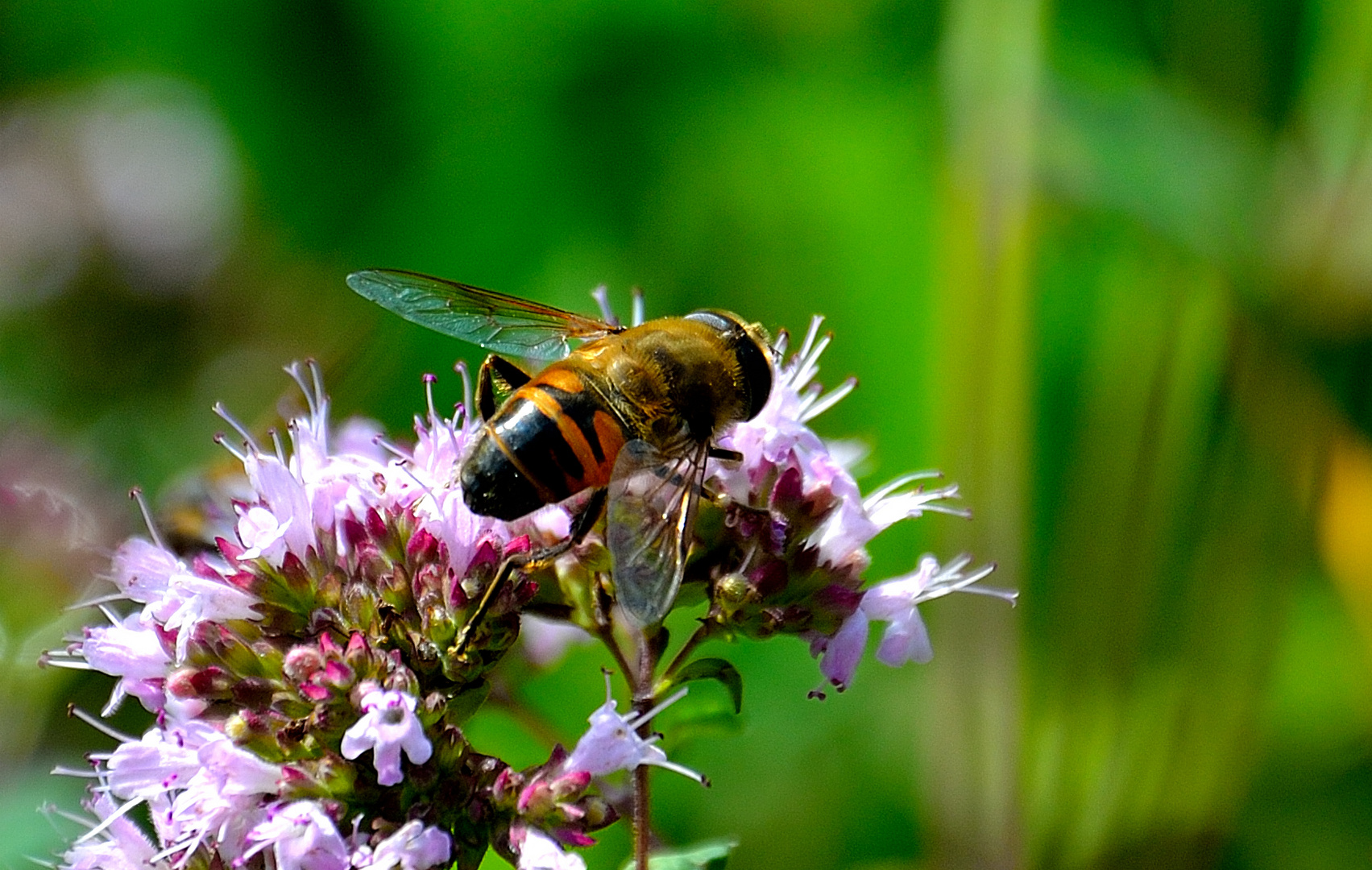 könnte sich um eine "gemeine Garten Schwebfliege" handeln.