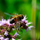 könnte sich um eine "gemeine Garten Schwebfliege" handeln.