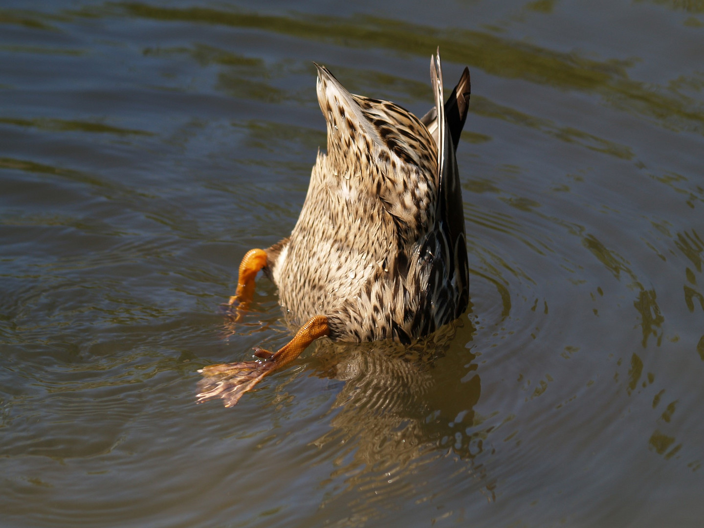 Köpchen in das Wasser, Schwänzchen in die höh