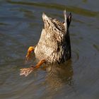 Köpchen in das Wasser, Schwänzchen in die höh