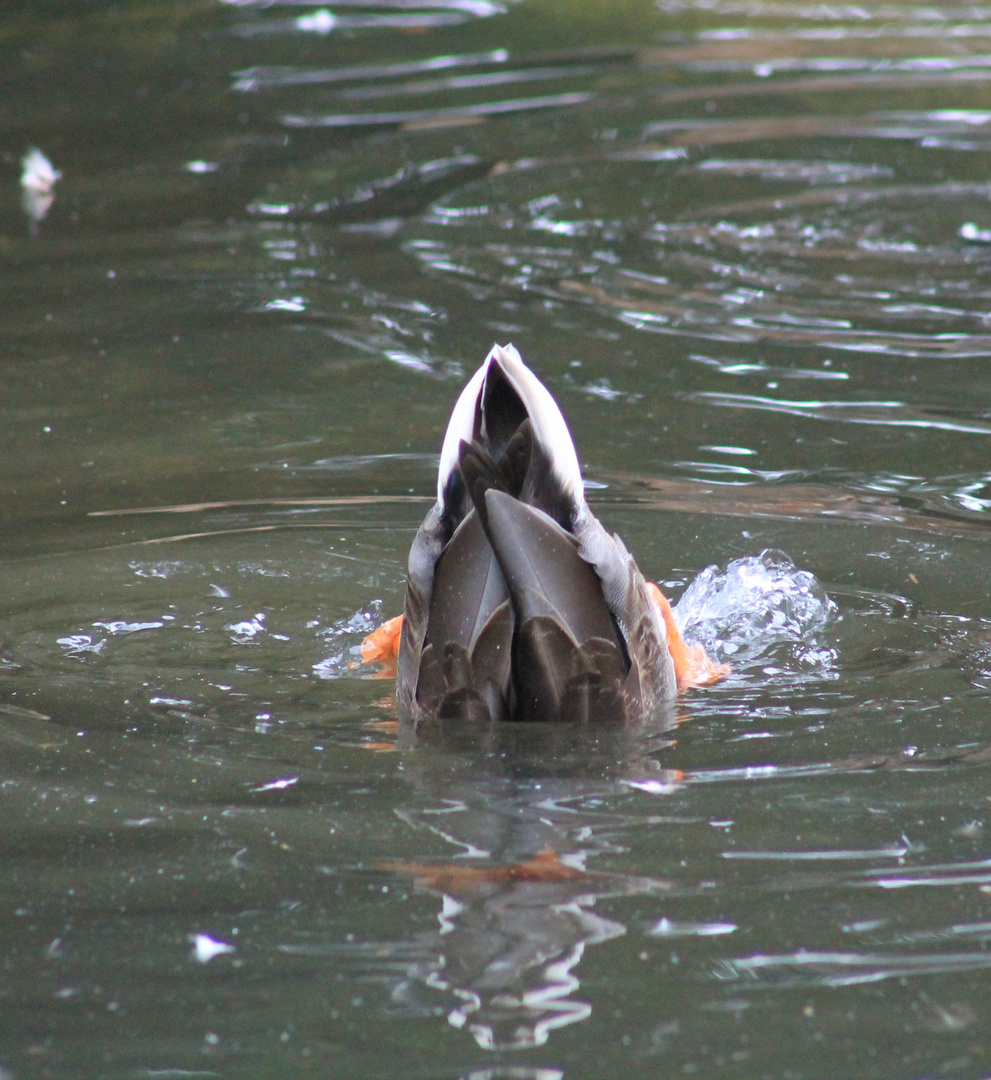 ,,Köpchen in das Wasser,Schwänzchen in die Höh` ''