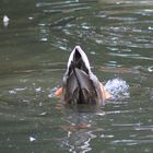 ,,Köpchen in das Wasser,Schwänzchen in die Höh` ''