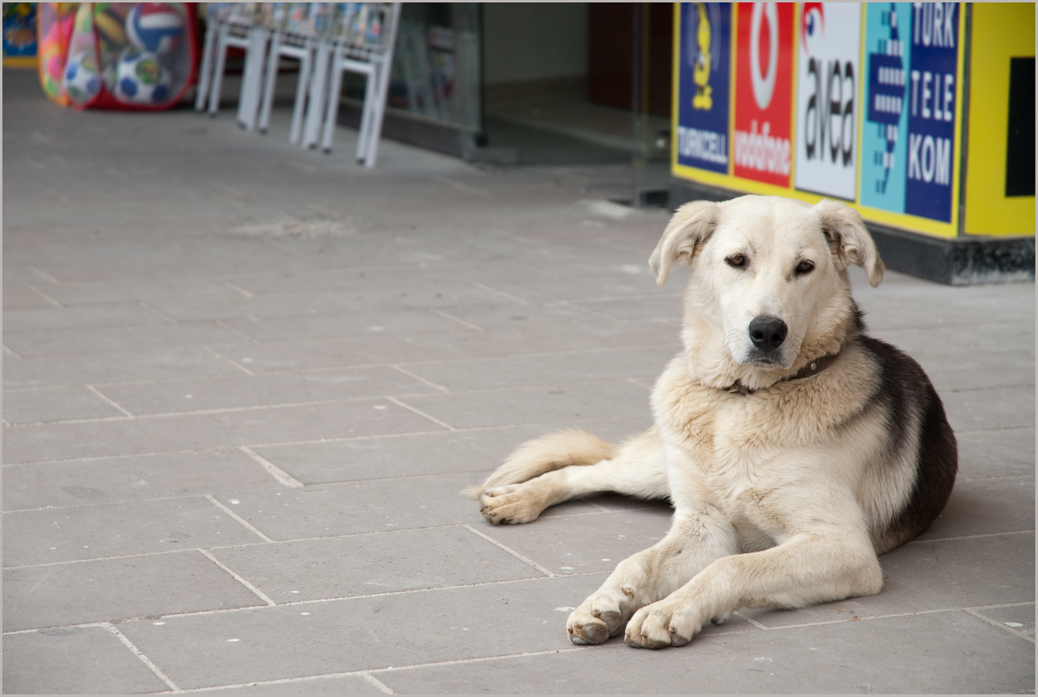 Köpek