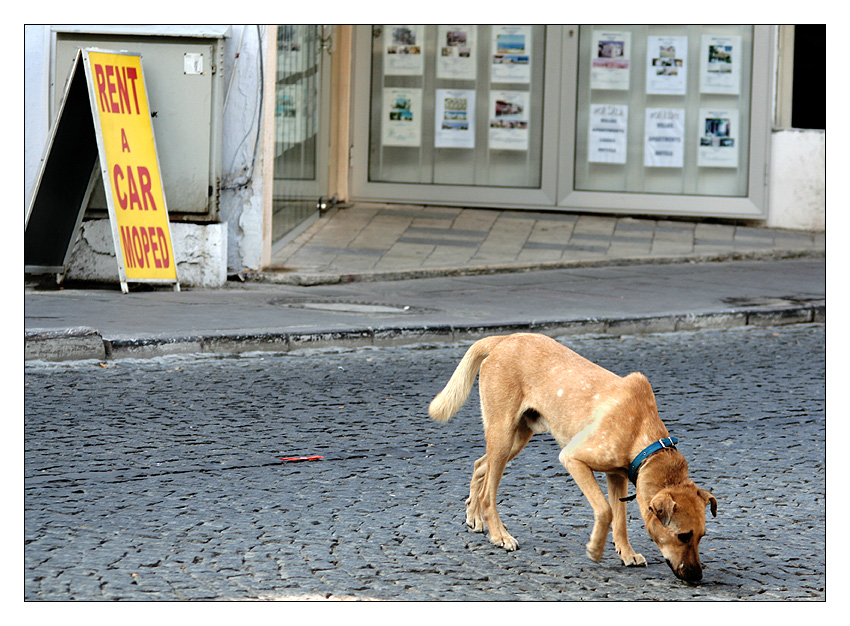 Köpekler ve diger hayvanlar [2]