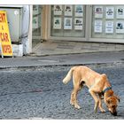 Köpekler ve diger hayvanlar [2]