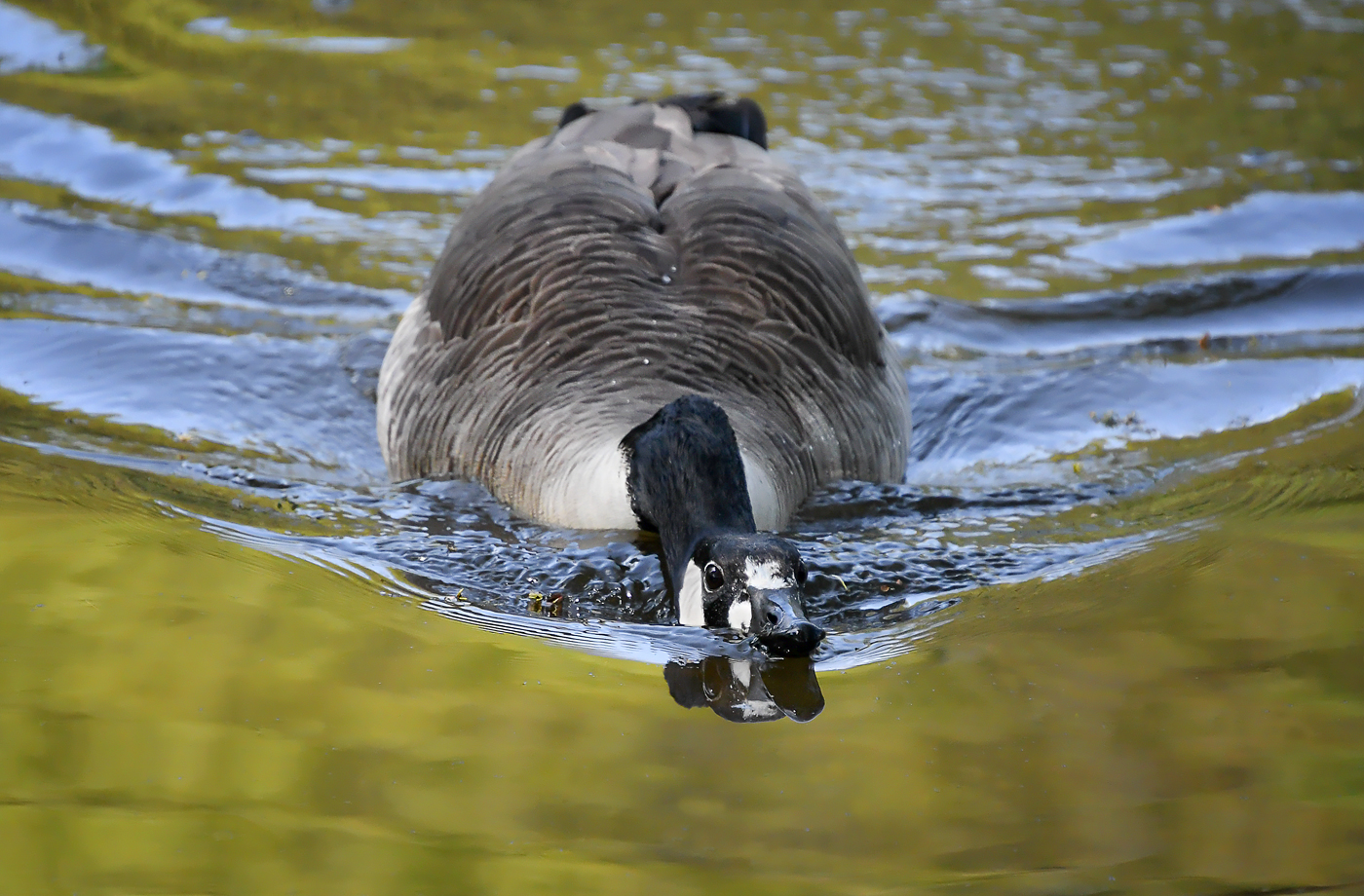 Köpfchen auf dem Wasser