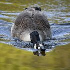 Köpfchen auf dem Wasser