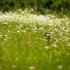 Köpfchen aus dem Gras