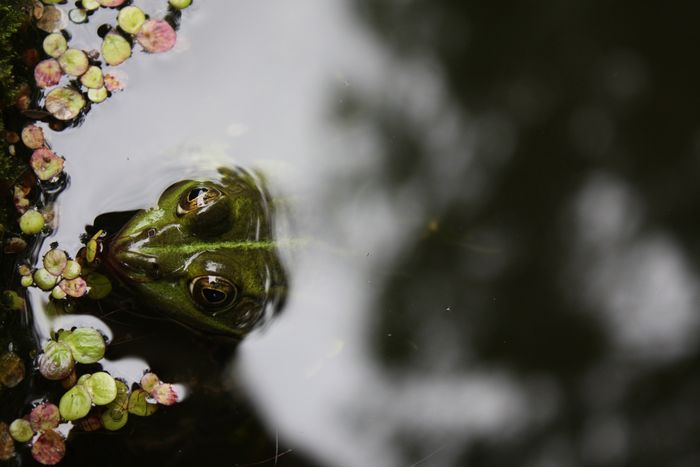 Köpfchen aus dem Wasser...