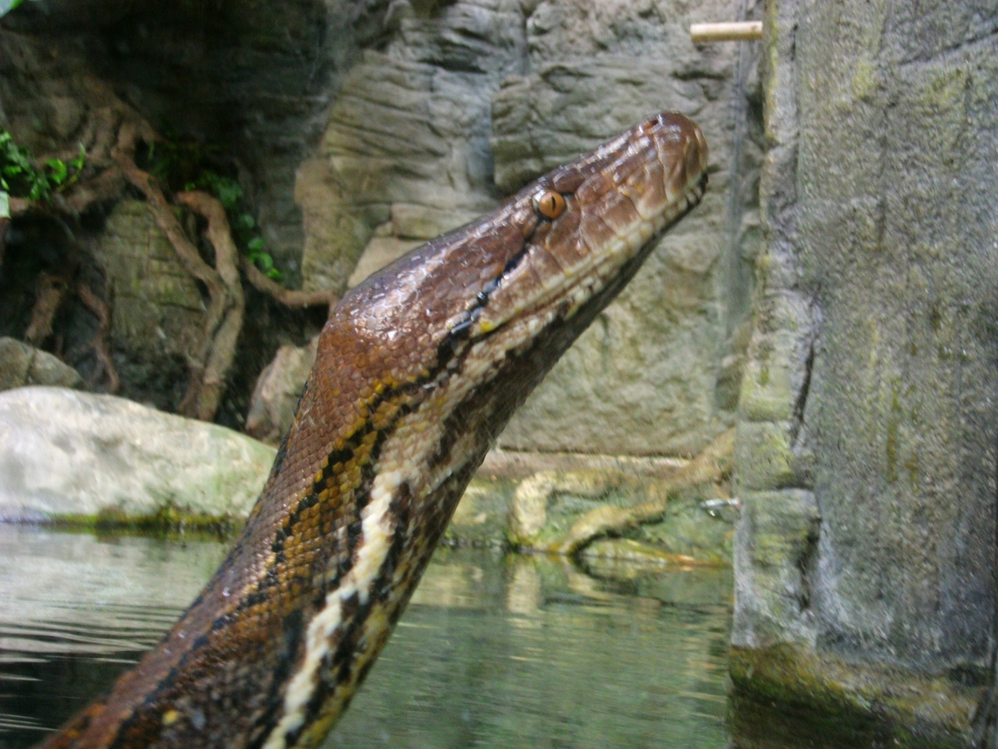 Köpfchen aus dem Wasser