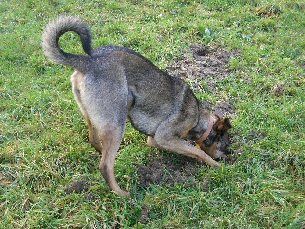 Köpfchen in das Maulwurfsloch, Schwänzchen in die Höhe