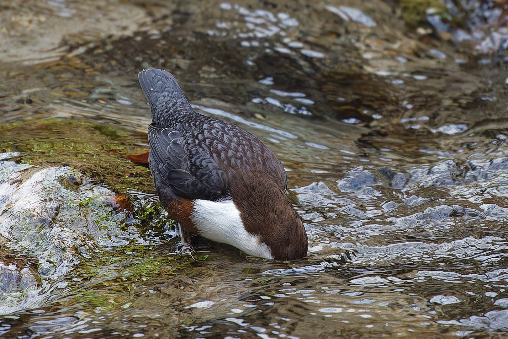 Köpfchen in das Wasser