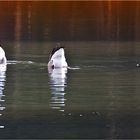 Köpfchen in das Wasser...