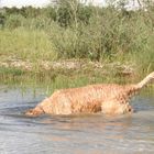 .....köpfchen in das wasser.....