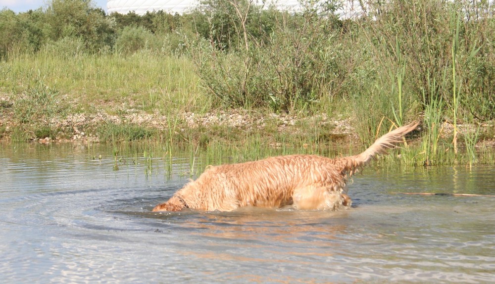 .....köpfchen in das wasser.....