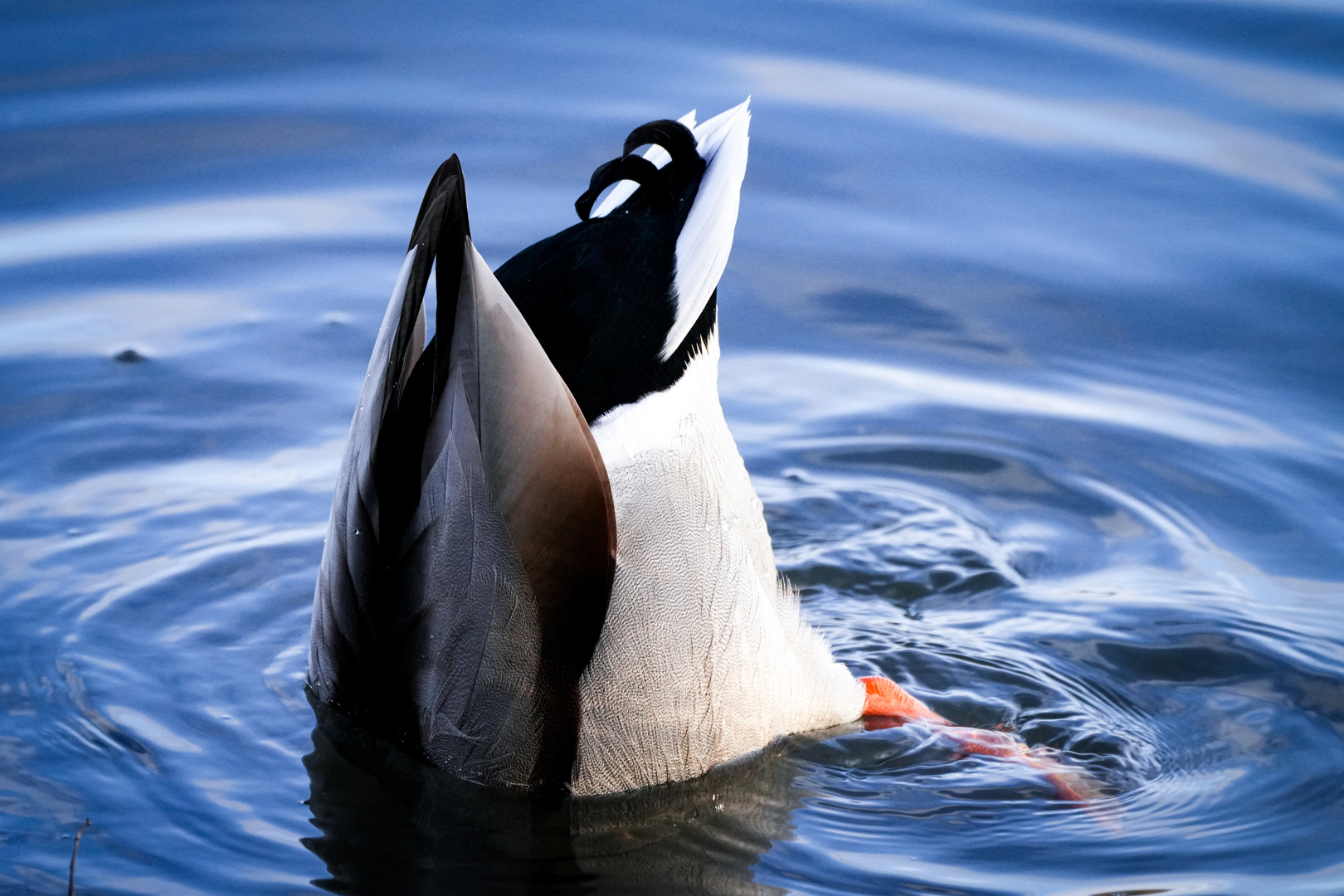 Köpfchen in das Wasser....