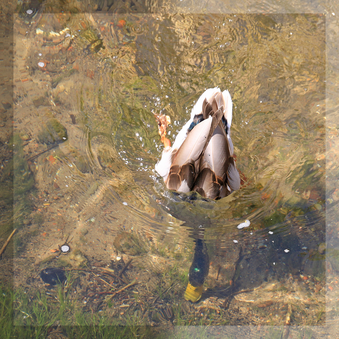 Köpfchen in das Wasser...