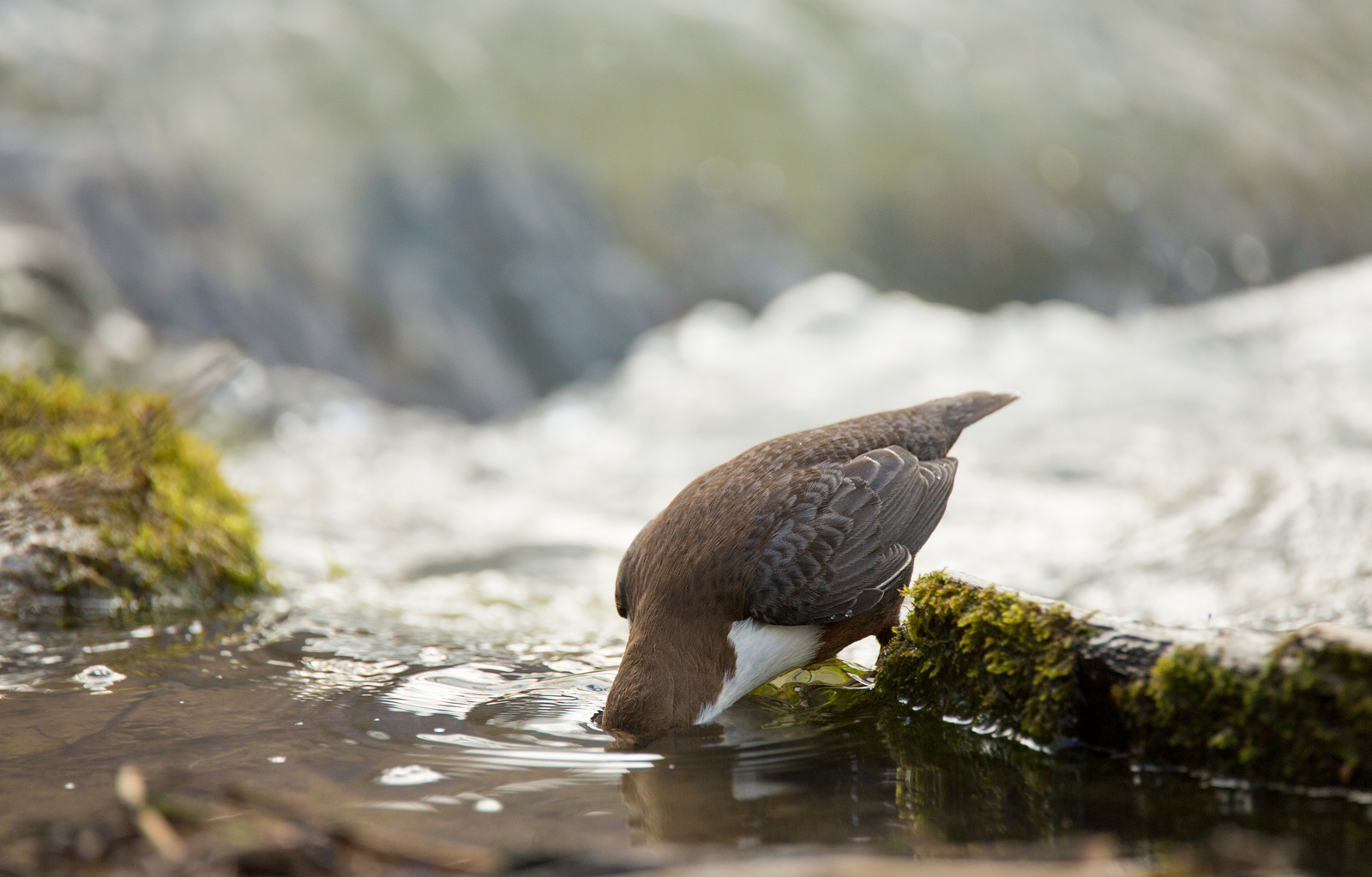 Köpfchen in das Wasser.....