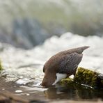 Köpfchen in das Wasser.....