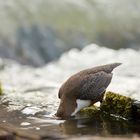 Köpfchen in das Wasser.....