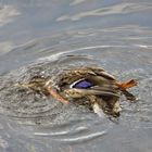 Köpfchen in das Wasser