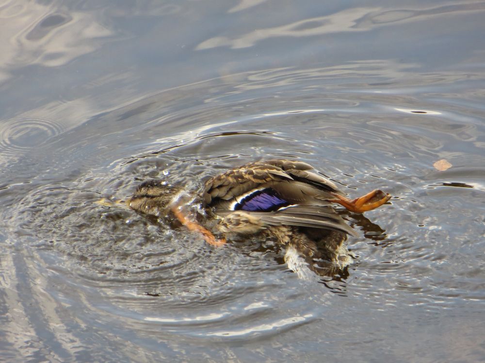 Köpfchen in das Wasser