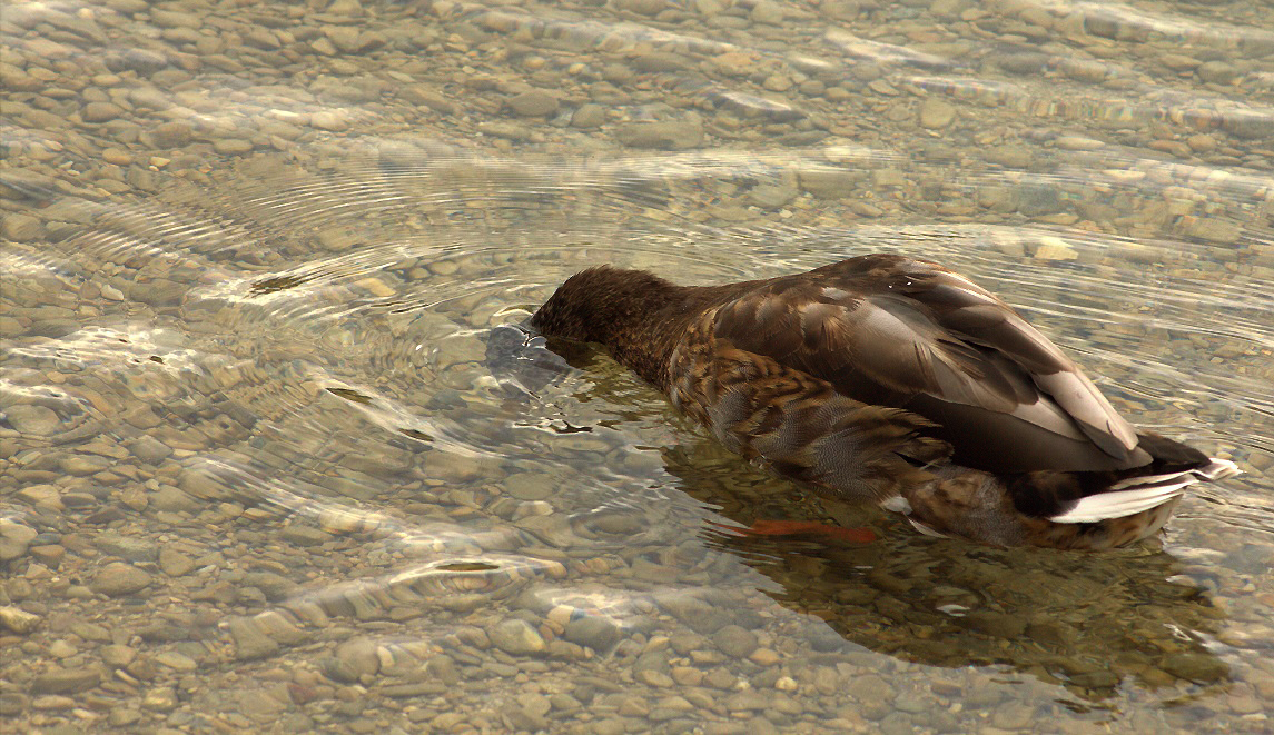 Köpfchen in das Wasser ....