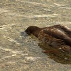 Köpfchen in das Wasser ....