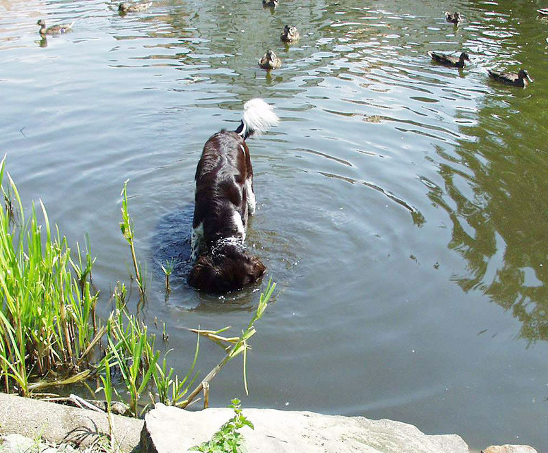 Köpfchen in das Wasser...