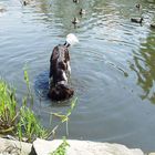 Köpfchen in das Wasser...