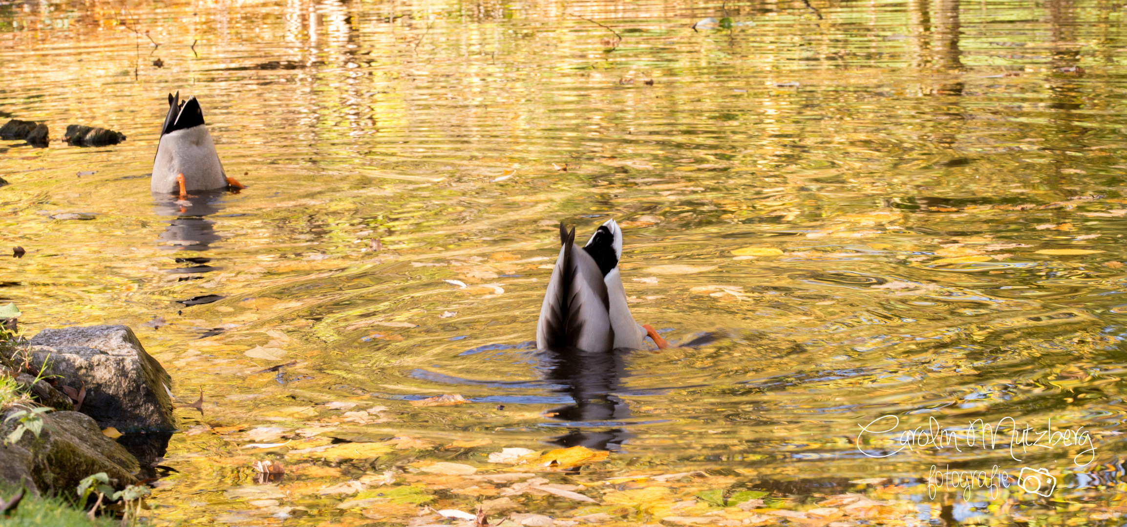 ... Köpfchen in das Wasser ...