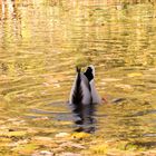 ... Köpfchen in das Wasser ...