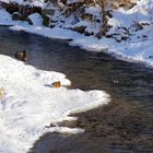 Köpfchen in das Wasser...