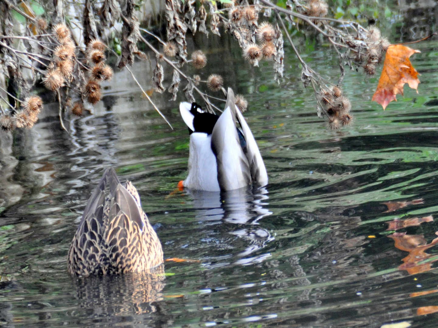 Köpfchen in das Wasser ............