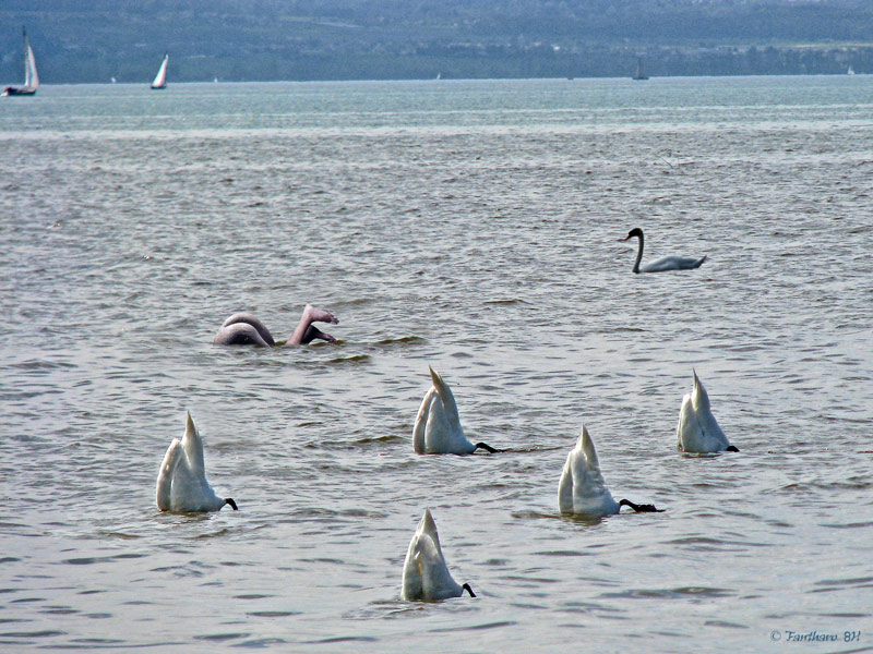 Köpfchen in das Wasser