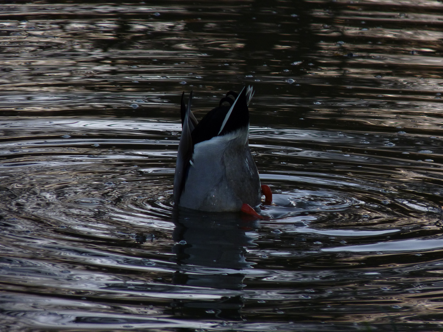 Köpfchen in das Wasser....