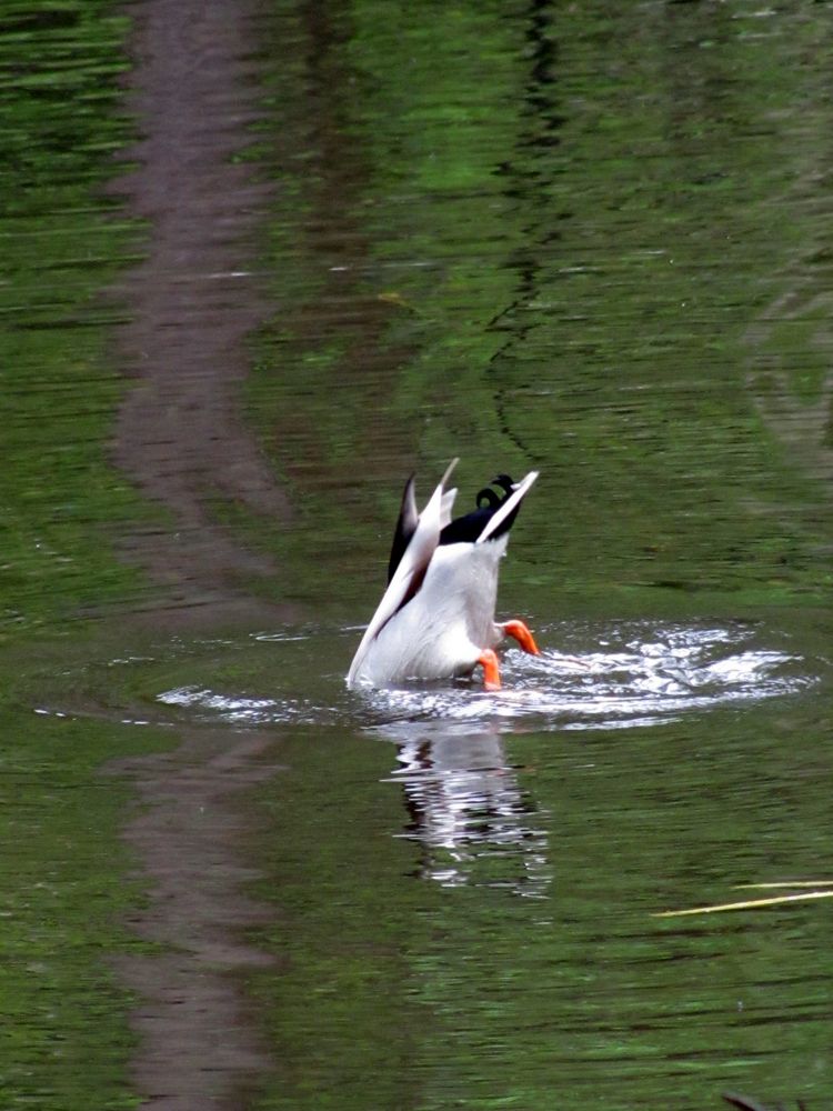 Köpfchen in das Wasser