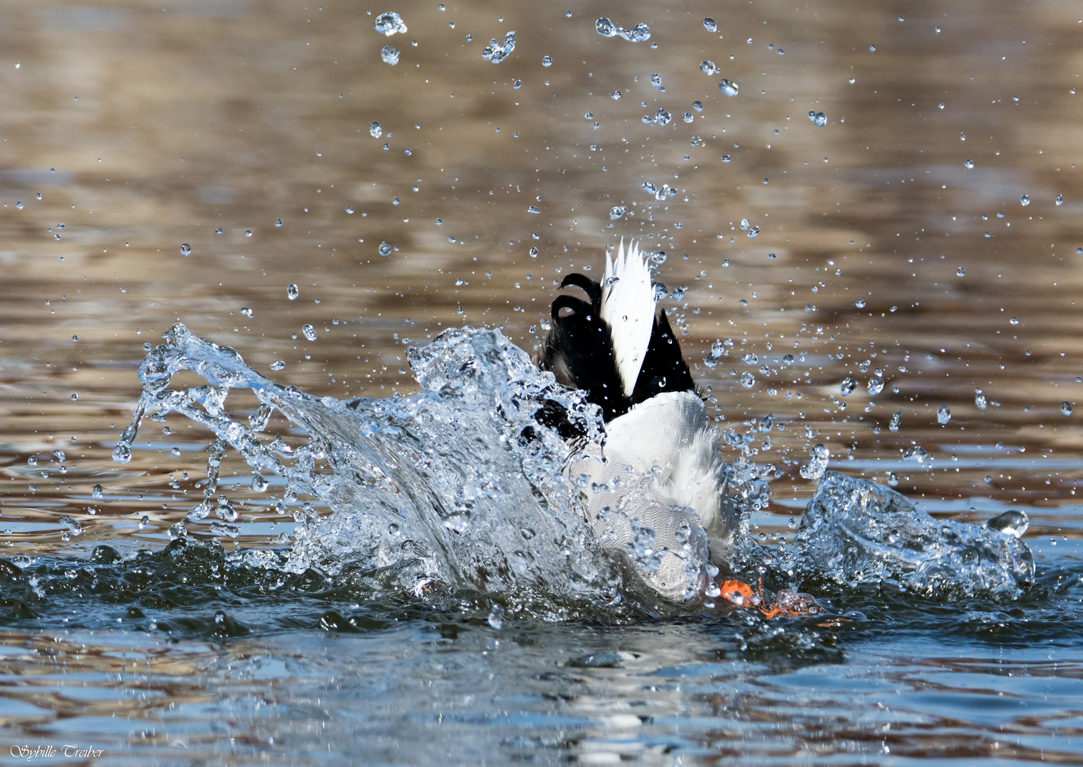 Köpfchen in das Wasser ...