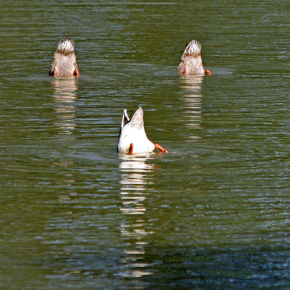 Köpfchen in das Wasser ...