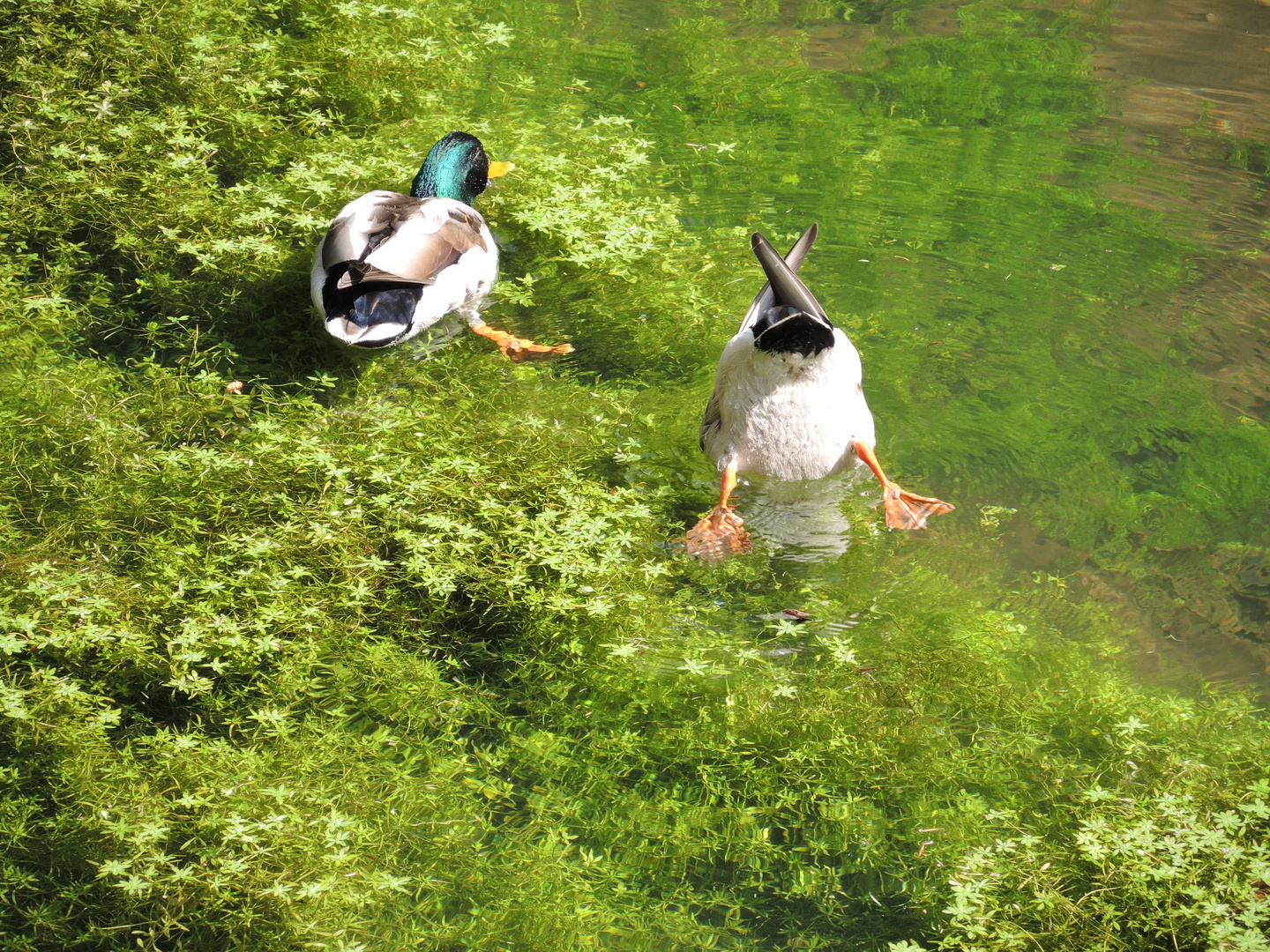 Köpfchen in das Wasser ........