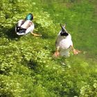 Köpfchen in das Wasser ........