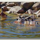 Köpfchen in das Wasser  