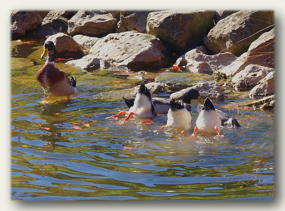 Köpfchen in das Wasser  