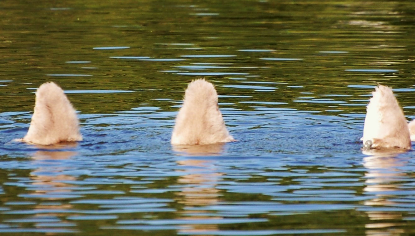 "Köpfchen in das Wasser.......