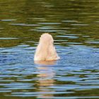 "Köpfchen in das Wasser.......