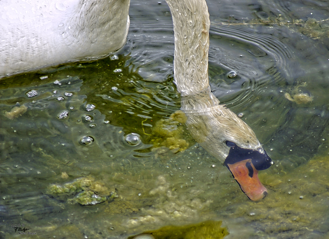 Köpfchen in das Wasser...... :-)